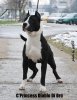C'PRINCESS DIABLO DI ORO