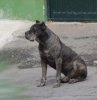 REMO DE IREMA CURTO