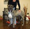 BRAVO KENNEL'S FLASH
