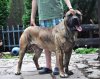 PHANTOM BALUARTE DE LOS PERROS