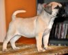 FEMALE-2 DE MACHO GRANDE