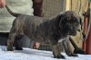 URSA DE RADUCA