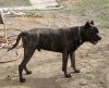 SHOW STOPPER TYSUN (TYSON, IRON MIKE)