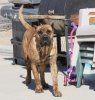 TIGRESSA OF HIGH VELOCITY K9 (TIGRESSA HVK9)