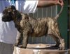 DEUCE DE HIGH VELOCITY K9 (DEUCE HVK9)