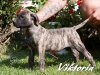 ULTIMATE SELECTION VIKTORIA