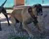KRIPSO DE KING ZULU