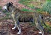 NERON (DE ANDRES VICENTE)