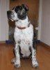 LHASA DE PHOENIX BULL