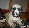 GARM DE CANARIO'S AMIGO