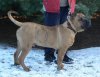 PERROS CANARIOS OROS ARTURO