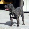 MID AMERICA K-9 JAZMIN