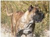 TAN-XUE DE FENCING DOGS
