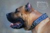 BRAVO KENNEL'S GRANDOTE