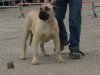 SURRON DE BARNACAN BULL