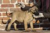 LEMI DE REY GLADIADOR