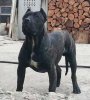 DARKNESS DEL DRACULA