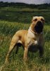 RUFO ROTTWEILER DE SAU