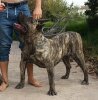 NALA DE CASA TEMPLARIA