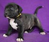 BOSS BULL CANARIO ROTT