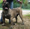CERBEROS GRAN CANARIAN CSONGOR