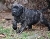 ARNOLD BEST WORKING CANARIO