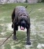 RUDA