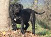 BOSS BULL CANARIO ULLA