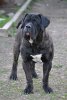 BOSS BULL CANARIO MURDOCK