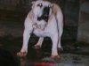 NERON