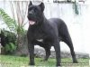 HIDA DE DOG REAL