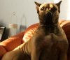 DARA PERRO PRESA GRAND