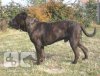 BOSS BULL CANARIO AARON