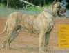 CHECA DE DONPICHON