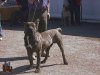 AFUR DE BARNACAN BULL