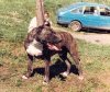 ROCKY DE CANTADIELLO