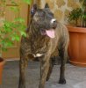 AGAR DEL CHORO
