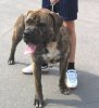 THORNEY ROGUE'S MURPH-E