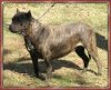 MY SHARONA OF TALL OAKS