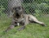 ZORAIDA DE MIDGARD KENNEL