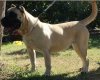JARAY DE BARNACAN BULL