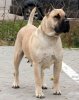 NOVA BULLSARA DEL PEMBA