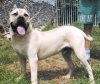 BALBOA EL PERRO DIABLO