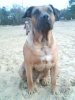 BANDITO EL PERRO DIABLO
