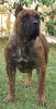 FARAON DE ALACANT BULL