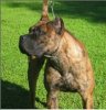 OAKLEAF'S TALA DE IRON PRESS KENNEL