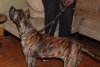 TIGRA DE CABEZA GRANDE