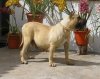 YAIZA (DE TENEGUIA)