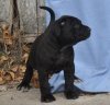 PRESA'S SPIRIT A-KAMO