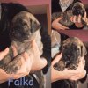 FALKO DU HAMEAU DE FONTENAY